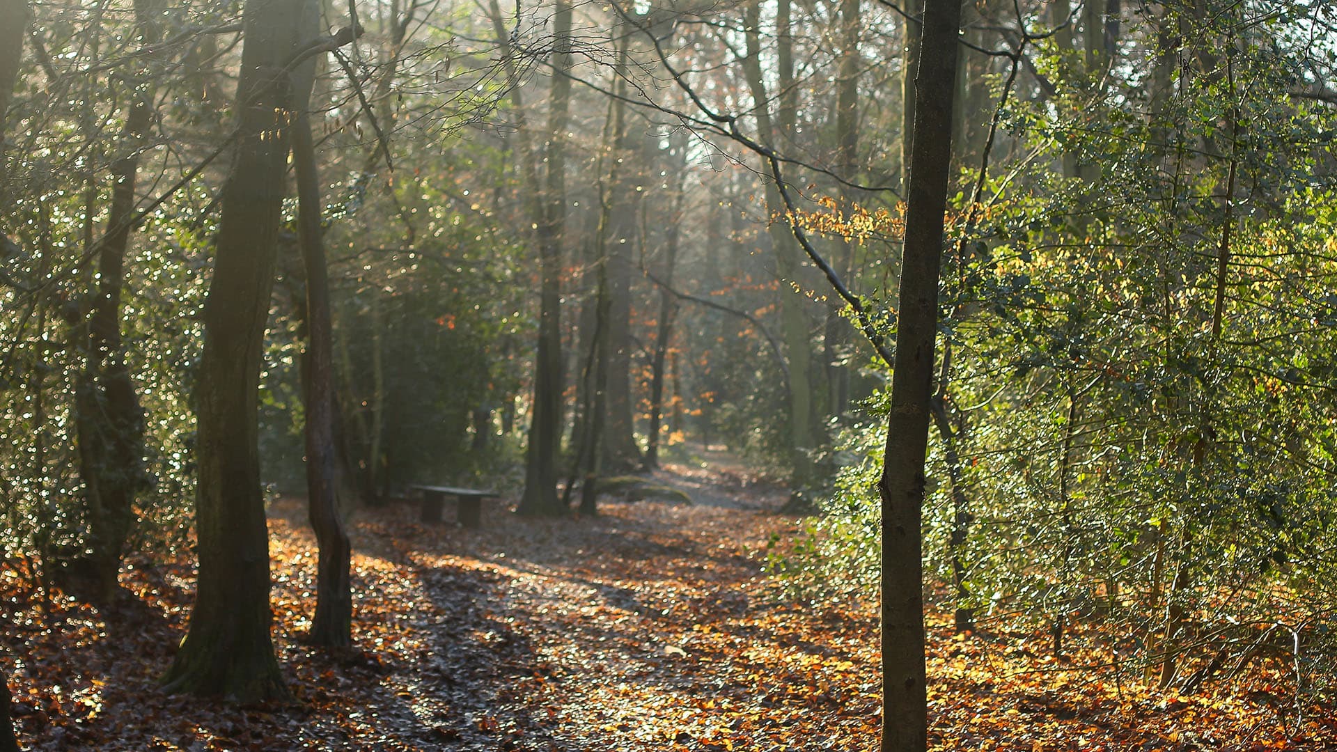 Codicote & Welwyn